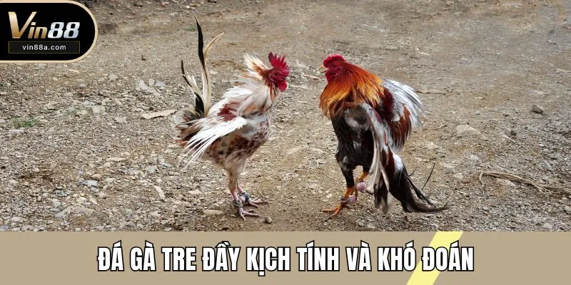 Đá gà tre đầy kịch tính và khó đoán