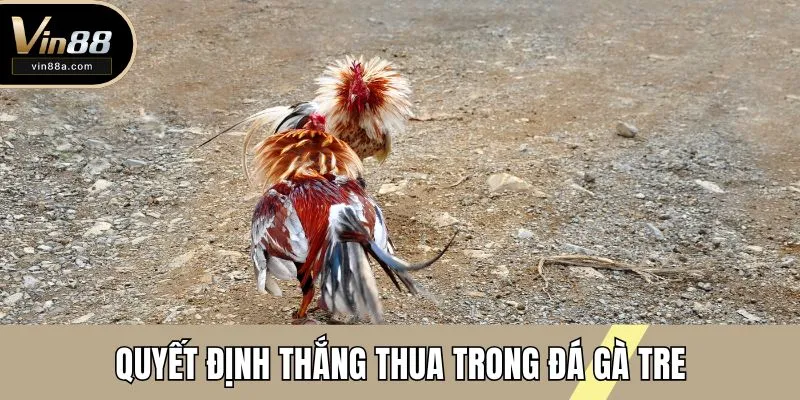 Quyết định thắng thua trong đá gà tre sau những cú đá