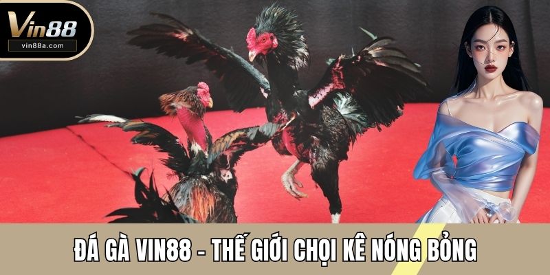 đá gà vin88