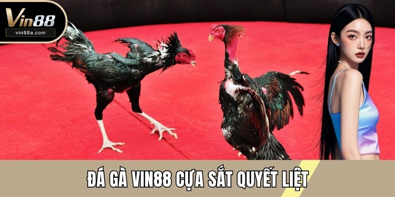 Đá gà VIN88 cựa sắt quyết liệt